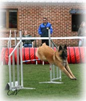 1er concours d'agility : 28 Mars 2010